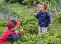 Small children picking berries in a strawberry bed Royalty Free Stock Photo