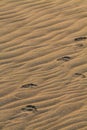 Small children`s footprints on rippled sand