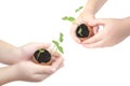 Small childrens hands holds a blossoming cucumber seedling. Child hands holding a sprout in egg with soil isolated on white backgr