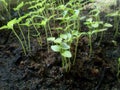 Small Chilli Baby Plants With Soil