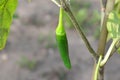 Small chilli pepper green jalapenos plant in garden photography