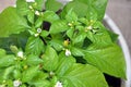 Small chilli pepper pequin mix multicolor plant in garden photography