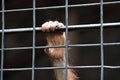 Small chimpanzee hand holding cage waiting for freedom.