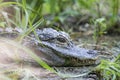 Small chinese alligator resting in the vegetation Royalty Free Stock Photo