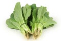 Small Chinese Cabbage