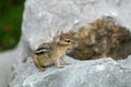 A small chipmunk