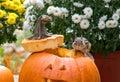 A small chipmunk is smiling as he stares into the camera