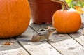 A small chipmunk darts around pumpkins