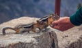 Small Chipmunk eating from a Hand on the Mountain, Beartooth Pass, Wyoming Royalty Free Stock Photo