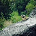 Small chipmunk eating something. Aged photo.