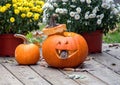 A small chipmunk leans out of an orange Halloween pumpkin