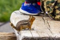 small chipmunk looks at hikers backpack hoping to find food