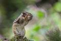 Small chipmunk perched atop a mossy tree branch, standing tall and looking off into the distance Royalty Free Stock Photo