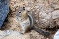 Small chipmunk