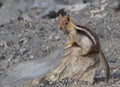 A Small Chipmunk Sits on a Lava Rock