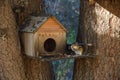 Small chipmunk takes food near a feeder in outdoors Royalty Free Stock Photo