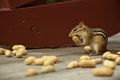 Small chipmunk taking a big bite.