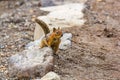 small chipmunk on trail looking for food