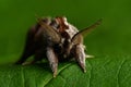 The small chocolate tip moth Clostera pigra Royalty Free Stock Photo