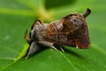 The small chocolate tip moth Clostera pigra