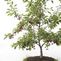 Small Chokecherry Tree with Chokecherry on White Background Royalty Free Stock Photo