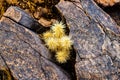Small cholla cactus growing between the rocks in the desert Royalty Free Stock Photo