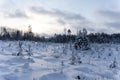 small Christmas tree and sun pines have grown Royalty Free Stock Photo