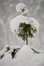 Small Christmas tree under the cap white snowdrift snow Royalty Free Stock Photo