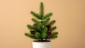 Small christmas tree in white pot with pine cones Royalty Free Stock Photo