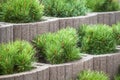 small christmas trees growing in pots on flower bed Royalty Free Stock Photo