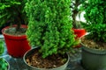 Small Christmas trees in pots. Cultivation and planting of coniferous trees in the nursery. Close-up. Cropped frame Royalty Free Stock Photo