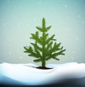 Small Christmas trees or young fir tree growing on soil in winter snowing weather,