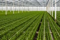 Small chrysanthemum cuttings growing in a large nursery