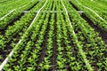 Small chrysanthemum cuttings growing in a nursery