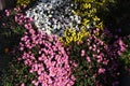 Small chrysanthemum flowers.