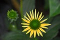 Small chrysanthemum, has not been fully open