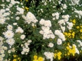 LITTLE CHRYSAN FLOWERS