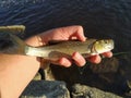 A small chub fish caught by a fisherman