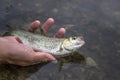 Small chub fish in hand. Releasing fish back in water Royalty Free Stock Photo