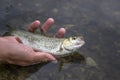 Small chub fish in hand. Releasing fish back in water