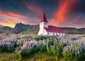 Small church surrounded by blooming lupin flowers in the Vik village