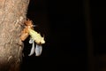 Small cicada gets out of its molt at night Royalty Free Stock Photo