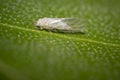 Small cicada on green leaf in summer garden Royalty Free Stock Photo