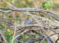 A small cinnamon-tailed sparrow Peucaea sumichrasti atop a tree branch, with its plumage blending into the surroundings Royalty Free Stock Photo