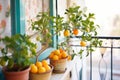 small citrus tree laden with orange fruit in a balcony Royalty Free Stock Photo