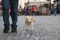 Small city dog