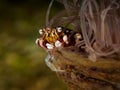 Small clab on the anemone