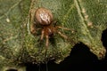 Small Classic Orbweaver Royalty Free Stock Photo