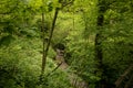 small, clear stream hidden in the dark woods Royalty Free Stock Photo