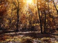 Small clearing in the autumn forest lit by the sun Royalty Free Stock Photo